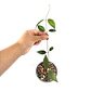 Hoya paziae - Miniatura 2
