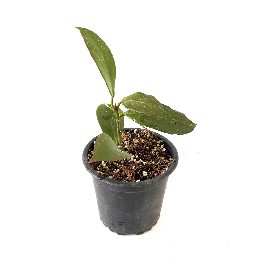 Hoya obscura 2