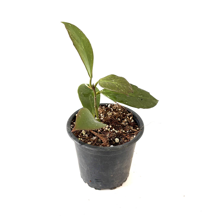 Hoya obscura 2
