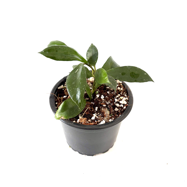 Hoya rebecca 2