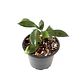 Hoya rebecca - Miniatura 2