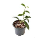 Hoya rebecca - Miniatura 3