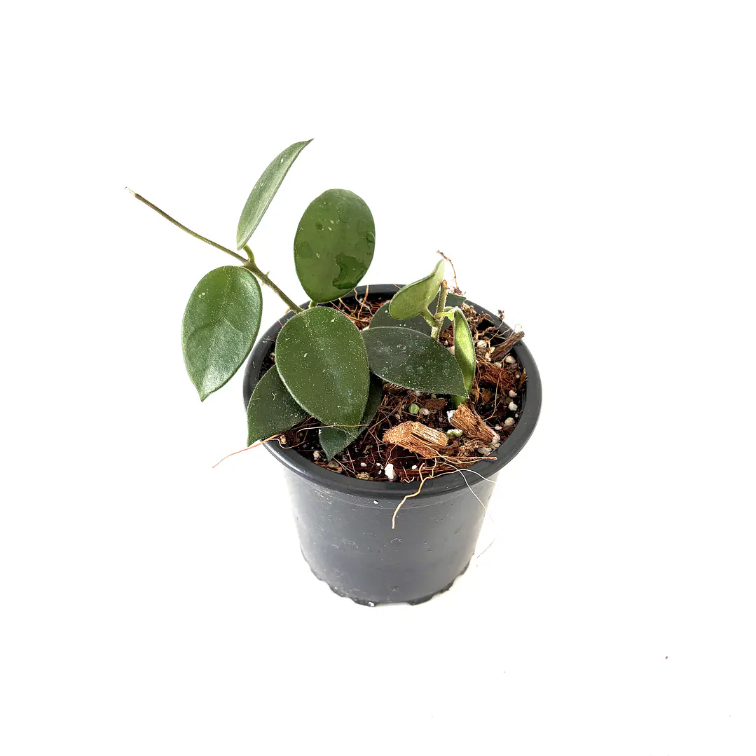 Hoya chouke 2