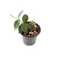 Hoya chouke - Miniatura 2