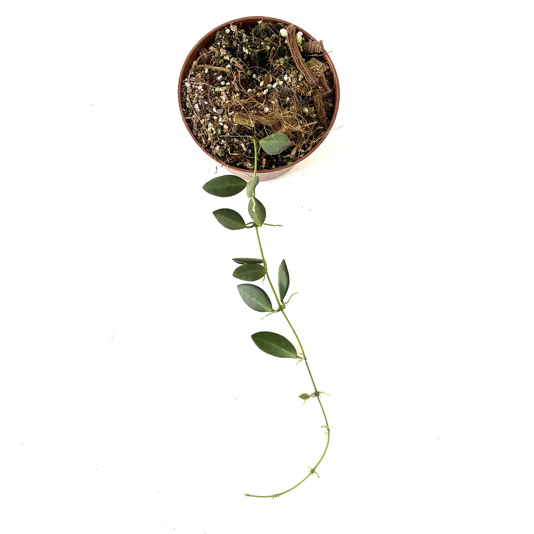 Hoya burtoniae 2