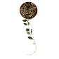 Hoya burtoniae - Miniatura 2