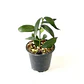 Hoya lobbii 'red' - Miniatura 2
