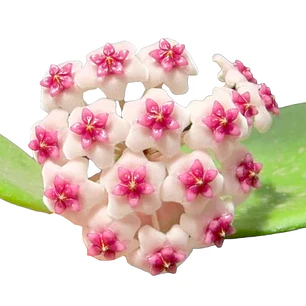 Hoya obovata splash