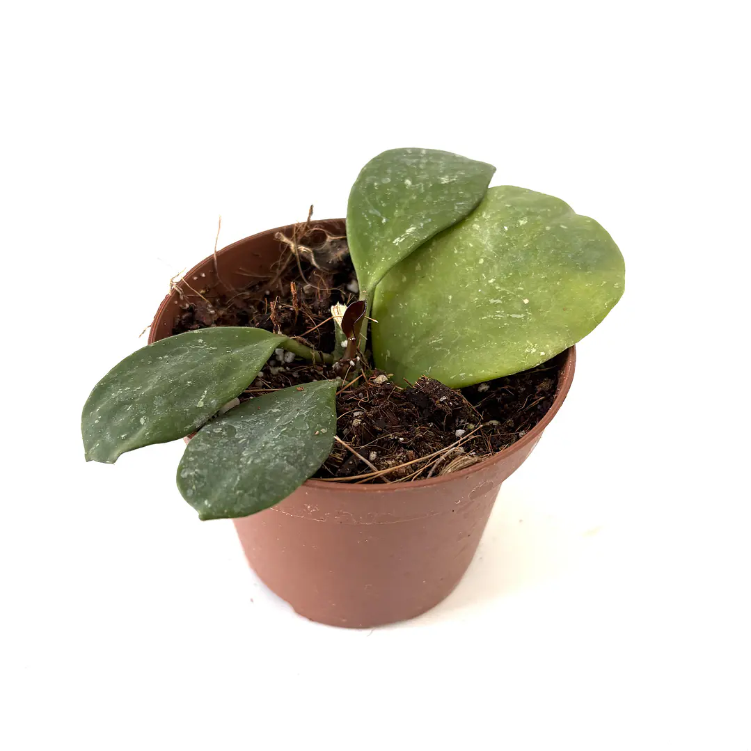 Hoya obovata splash 2