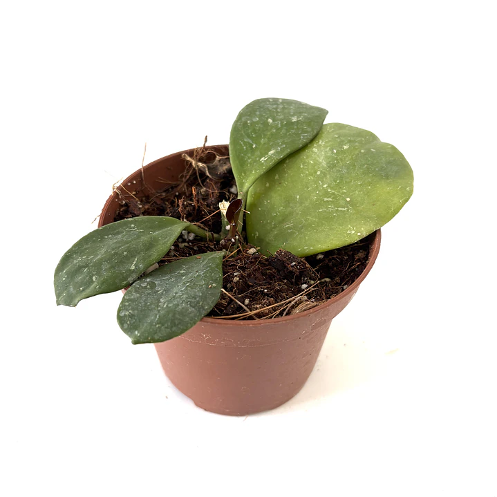 Hoya obovata splash 2