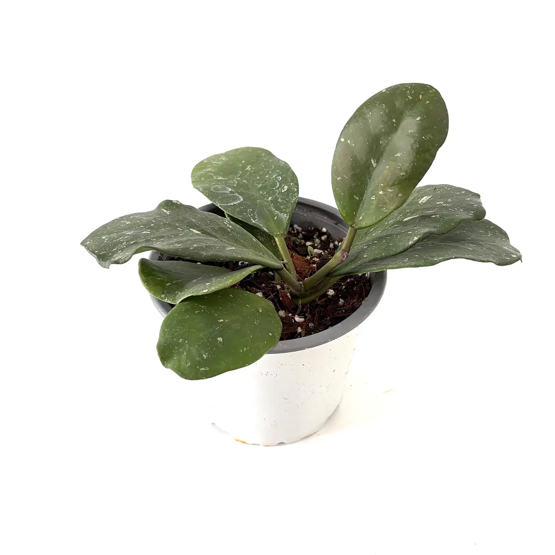 Hoya obovata splash 3
