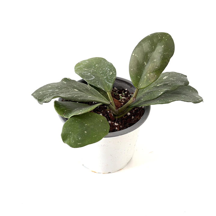Hoya obovata splash 3
