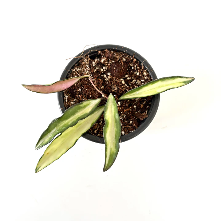 Hoya kentiana variegata 3