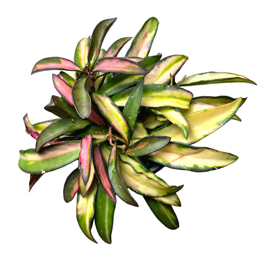 Hoya kentiana variegata 1