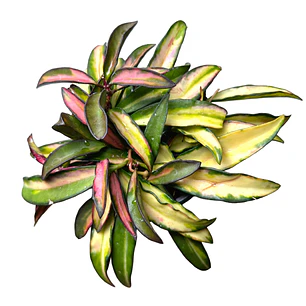 Hoya kentiana variegata