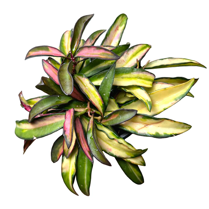 Hoya kentiana variegata 1