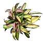 Hoya kentiana variegata - Miniatura 1
