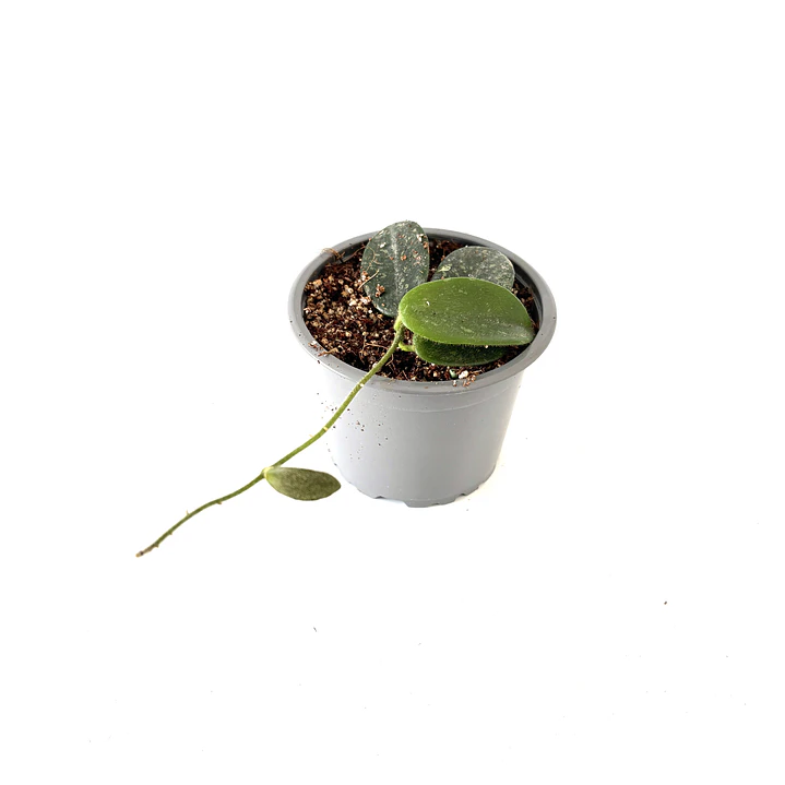 Hoya thomsonii 2