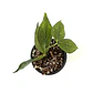 Hoya polyneura - Miniatura 2