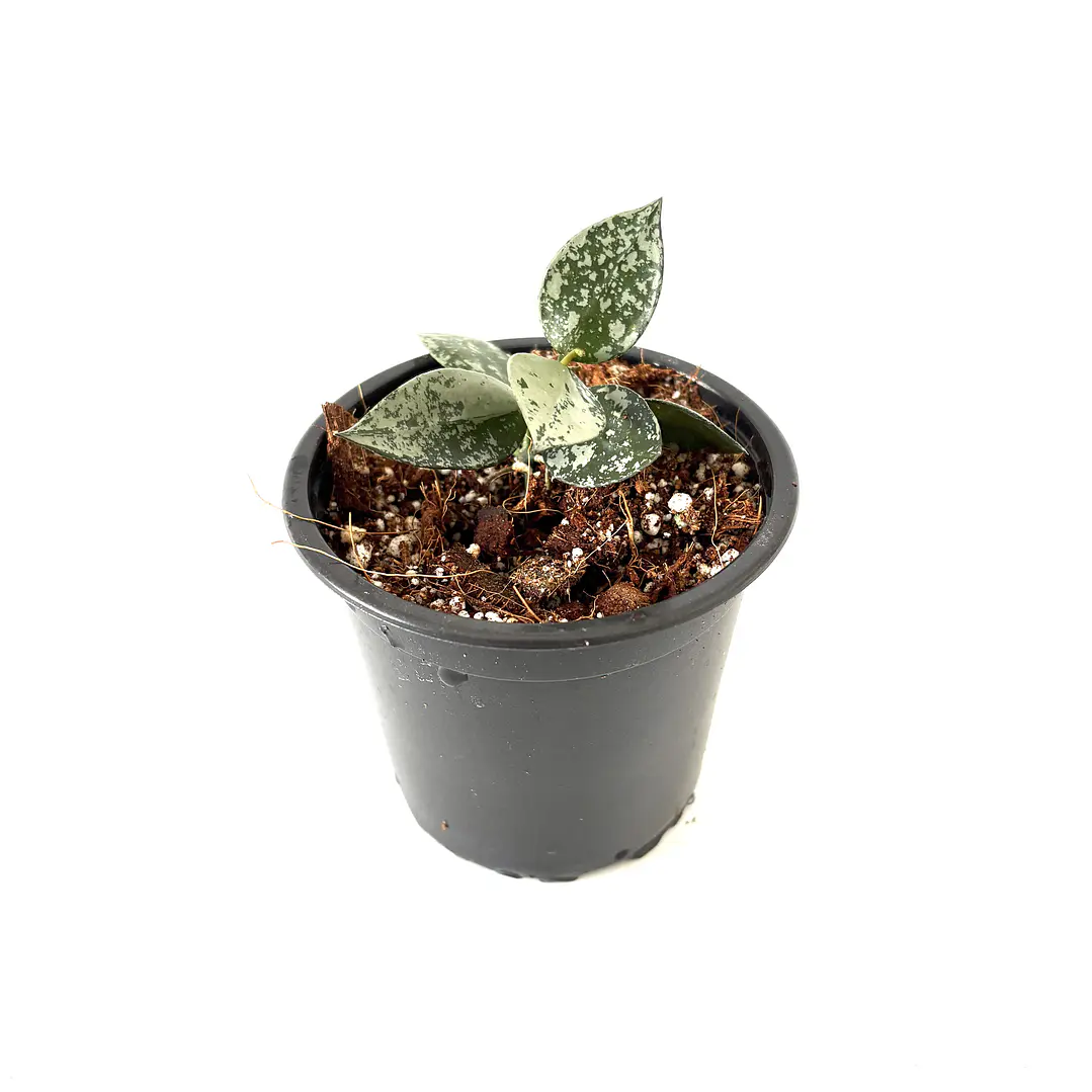 Hoya lacunosa splash 2