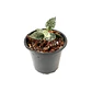Hoya lacunosa splash - Miniatura 2