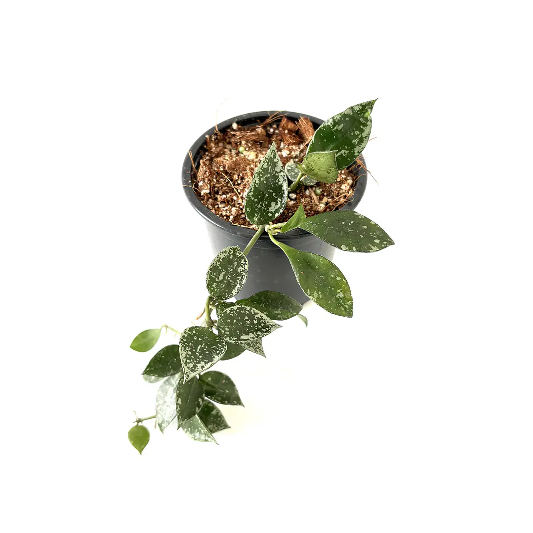 Hoya lacunosa splash 3