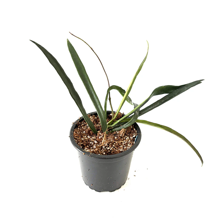 Hoya shepherdii 2