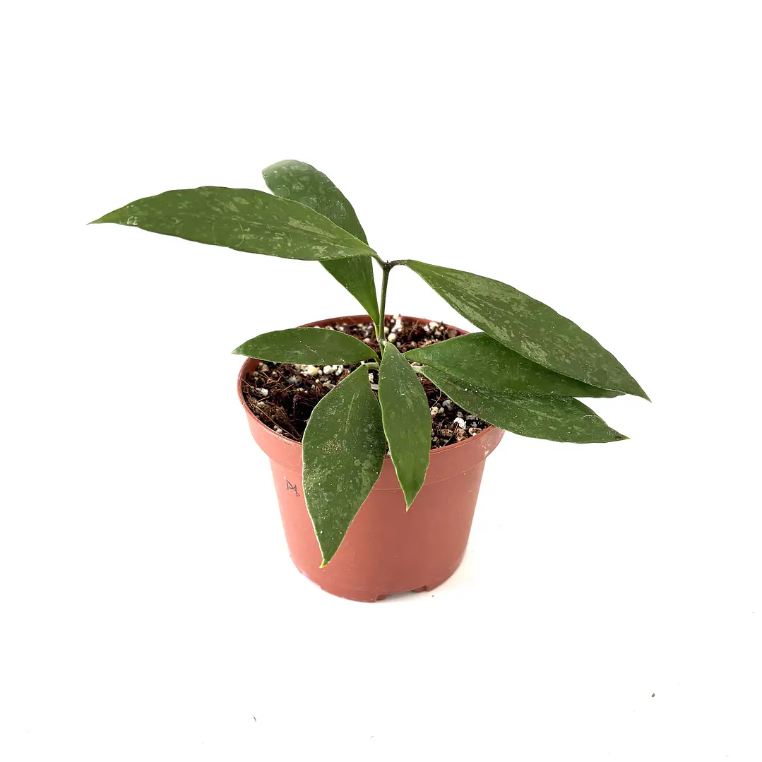 Hoya memoria (gracilis) 2