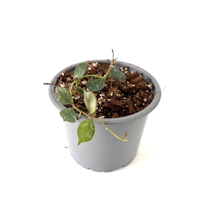 Hoya curtisii 3