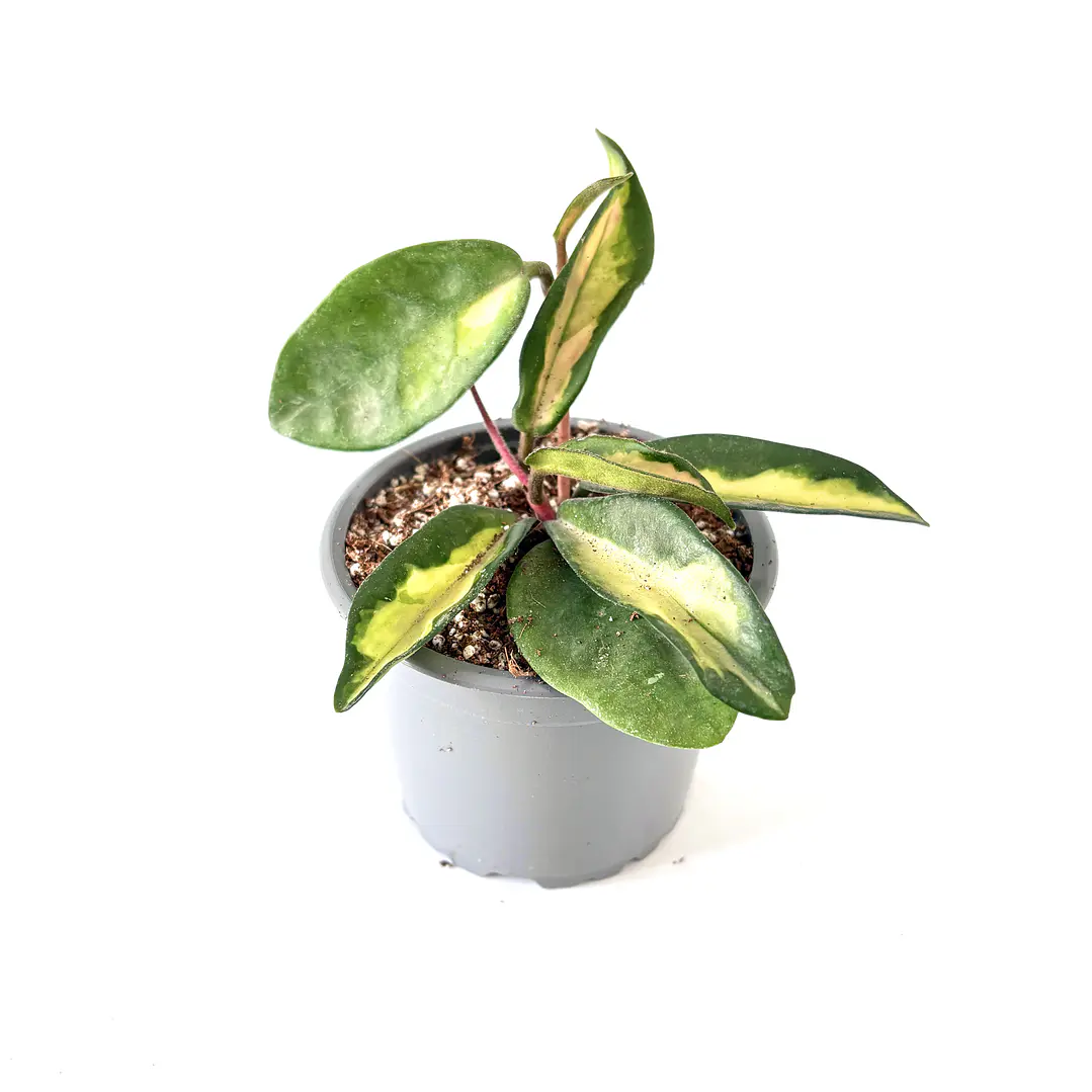 Hoya 'krimson princess' 3