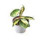 Hoya 'krimson princess' - Miniatura 3