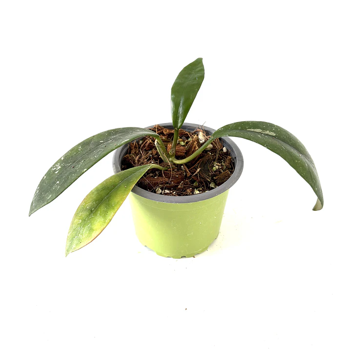 Hoya diversifolia 2