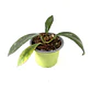 Hoya diversifolia - Miniatura 2