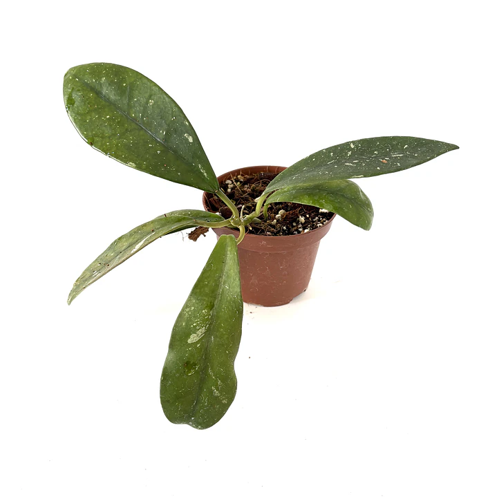 Hoya diversifolia 3