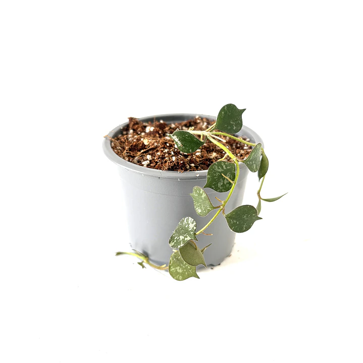 Hoya curtisii 4
