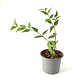 Hoya bella - Miniatura 3
