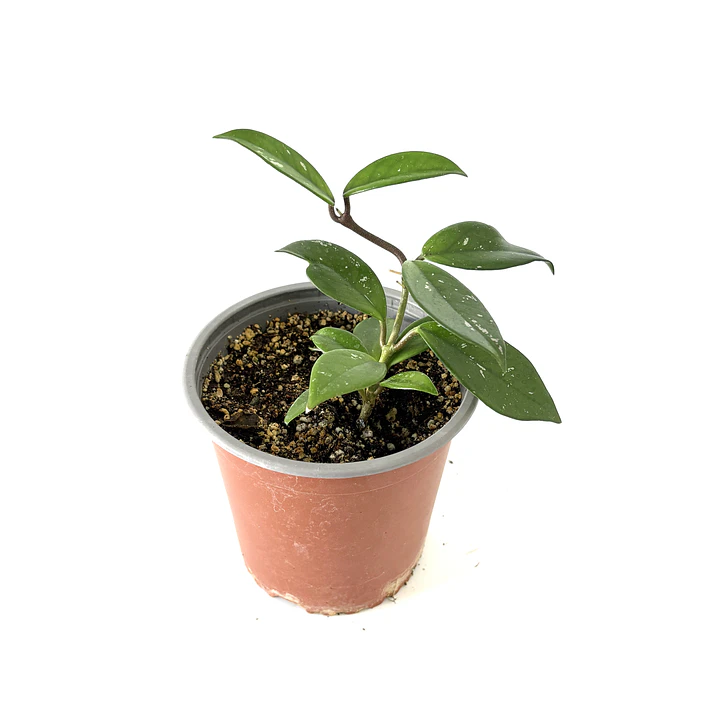 Hoya carnosa 2