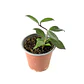 Hoya carnosa - Miniatura 2