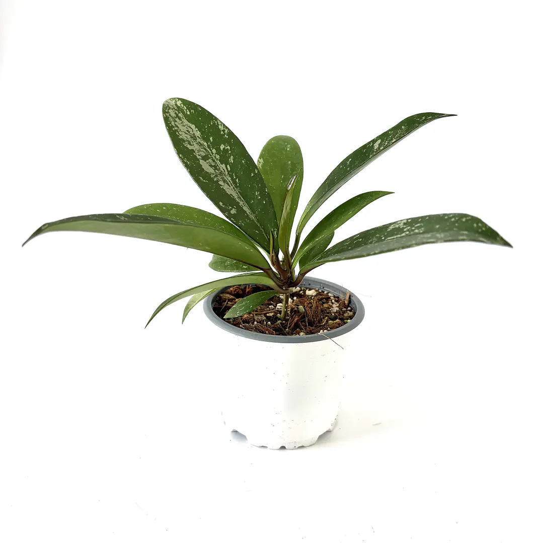 Hoya pubicalyx 2