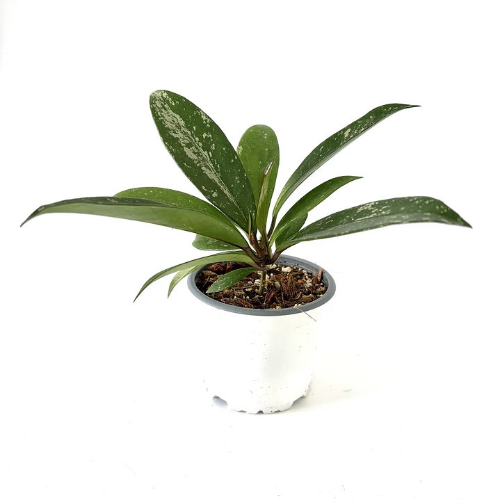 Hoya pubicalyx 2