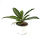 Hoya pubicalyx - Miniatura 2