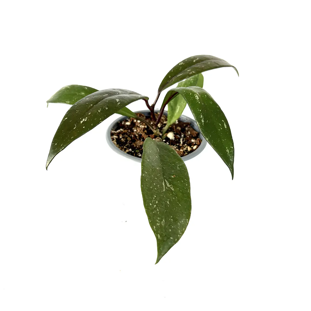 Hoya pubicalyx 'red buttons' 3