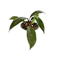 Hoya pubicalyx 'red buttons' - Miniatura 3