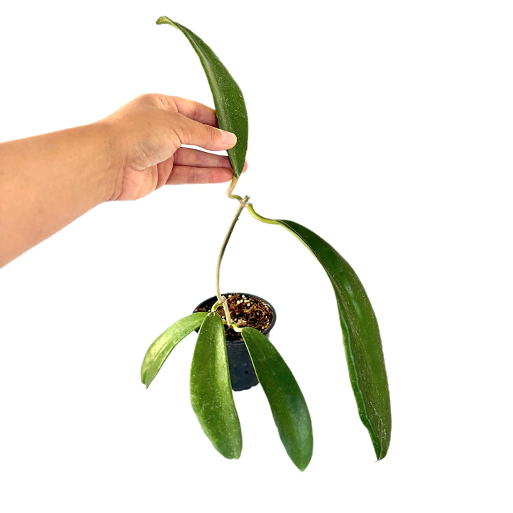 Hoya meliflua 2