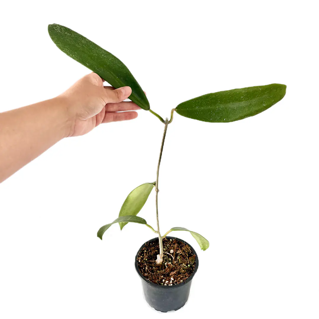 Hoya meliflua 3