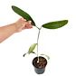 Hoya meliflua - Miniatura 3