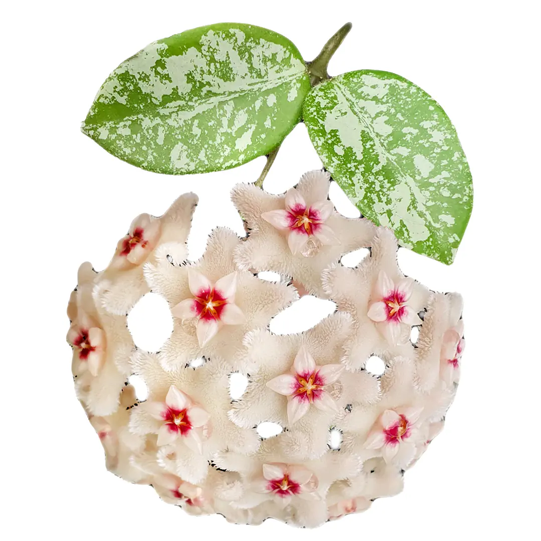Hoya mathilde splash 1