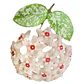 Hoya mathilde splash - Miniatura 1