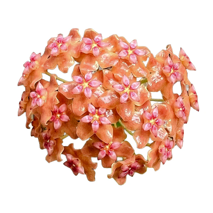 Hoya palawanica 1