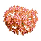 Hoya palawanica - Miniatura 1